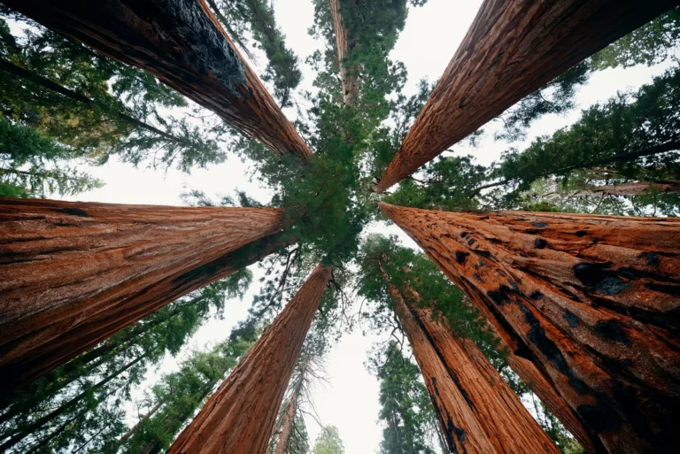 9 najlepszych parków w Kalifornii, które trzeba odwiedzić!